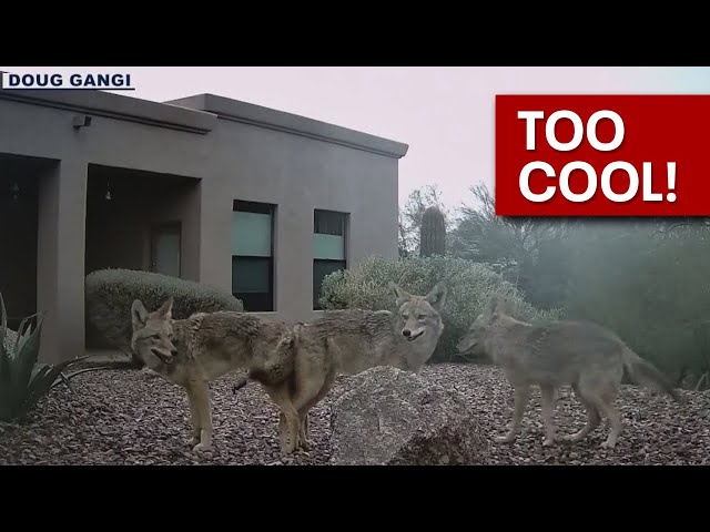 Live Webcams Animals And Wildlife Arizona 20 200 Arizona Wildlife