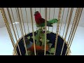 reuge double singing bird cage