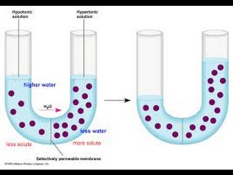 Diffusion, Osmosis, And, Dialysis - YouTube