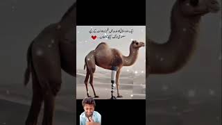 اس بے زبان اونٹ پر اتنا ظلم اللہ تو معاف کر ۔۔😱😱 #camel #animals #shorts