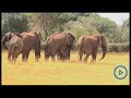 Residents of Siron in Laikipia spend their day engaging elephants that had invaded their farms