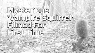 Mysterious 'Vampire Squirrel' Filmed For The First Time