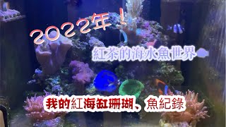 2022年！我的紅海兩呎缸珊瑚、魚紀錄｜紅茶的海水魚世界，Red Sea 紅海缸REEFER 170