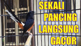 PANCINGAN MURAI BATU GACOR 100% EFEKTIF ,  NAIKKAN EMOSI MURAI BATU MALAS BUNYI AGAR GACOR