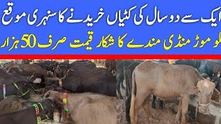 Today Malumor Mandi Jhang | Nili Ravi Katian Fresh Rates update | Buffalo Mandi 2025