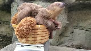 Baby sloth weigh-in