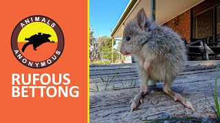 Animals Anonymous | Rufous Bettong (Rat Kangaroo)