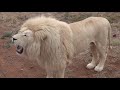 White Lion Roar (4k)