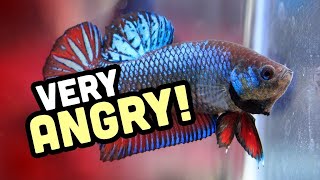 Why do betta fish fight? | Why are bettas aggressive?