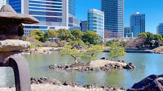 初春の旧芝離宮恩賜庭園 Kyu Shiba Rikyu Garden in central Tokyo