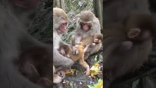 Nanny BiBi takes care of baby monkey Obi and little ducks#animals #short
