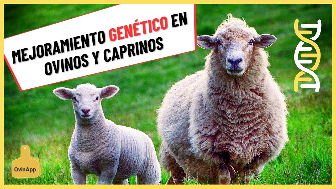 ¿Qué Es El Mejoramiento Genético En Ovinos – Caprinos? 🐑 🐐 🚀 - YouTube