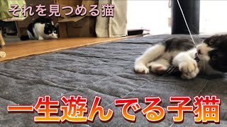 【先住猫と保護子猫】元野良猫の子猫がひたすら遊ぶ動画