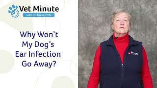 Vet Minute: Why Does My Dog Keep Getting Ear Infections