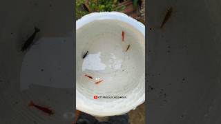 അങ്ങനെ ടാങ്കിൽ കളർ ചെമ്മീൻ ഇറക്കി.🐟🥰 | shrimp fish collection | #shrimp #fish #shorts #short