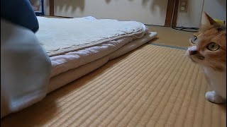 布団を敷いくれるのを見ている眠い娘猫