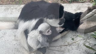 番外編 アビシニアコロブスの赤ちゃんがかわいい♪ 【番外編】【東武動物公園】