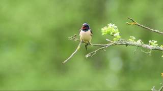 Rauchschwalben (Hirundo rustica) im Wallerstädter Vogelschutzgehölz Bibelslache