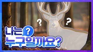 자연관찰 나는 누구일까요?ㅣExploring Nature Who am I? ㅣ사슴ㅣDeer