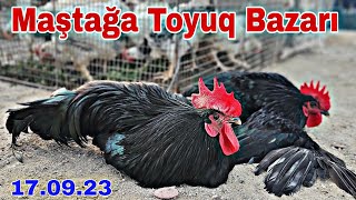 Maştağa Toyuq Bazarı 17 Sentyabr 2023 @mubarizemintv2271