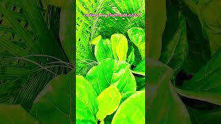 పచ్చదనం కళ్ళకి మంచిది  #green #trending #song #telugu