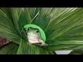 how to determine the gender of a white s tree frog