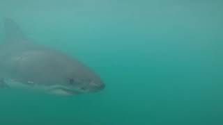 Massive Great White Shark!