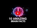 10 Mind-Blowing Facts About the Human Brain and Rights You Need to Know!