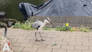 Bizar: reiger eet levende rat