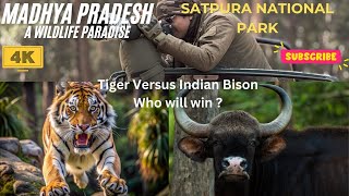 EP01 - Satpura National Park - Tiger versus Bison #wildlife #trending  #nationalpark #deer  #tiger