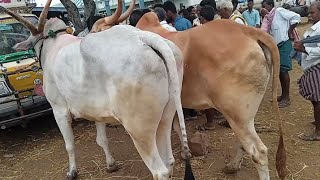 బలమైన ,పెద్ద సైజు ఎద్దులు # అనంతపురం సంత # #dhana agriculture # subcribe # bulls