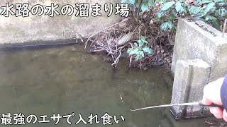 水の溜まり場は入れ食い