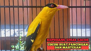 Kepodang emas gacor KICAUAN BURUNG KEPODANG GACOR buat PANCINGAN DAN MASTERAN KEPODANG