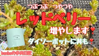 【多肉日記#21】真っ赤になるつぶつぶ多肉🥰レッドベリーの仕立て直しと丼作り❣️もりもり増えたらいーなー😆⤴️