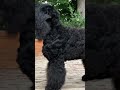 black russian terrier makovey noch na kupalu 6yo