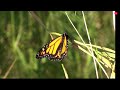 metamorphosis unveiled caterpillar to butterfly transformation nature bird wildlife travel