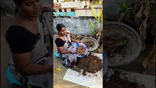 మొదటి సారి పసుపు ను పండించాను #youtubeshorts #shortvideo #gardening #trending