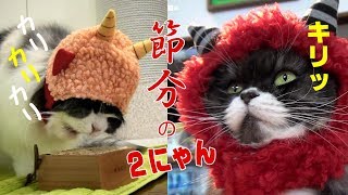 節分の日のラガマフィン猫レイラとコバン Two Ragamuffin cat on the day of Setsubun