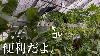 ミニ観葉植物管理に便利なアレ。教えます。