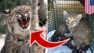 Keluarga selamatkan anak kucing bobcat yang dikira kucing biasa - TomoNews