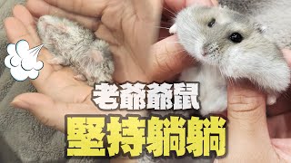 鼠寶堅持要仰躺！一轉正秒「翻回去」😂｜寵物動物｜寵物鼠