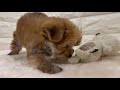 【no.143639 ハーフ犬 マルチーズ×ヨークシャー・テリア 　♂】ペットショップ犬の家＆猫の里豊田店