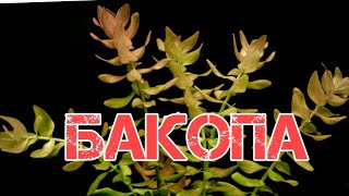 БАКОПА КАРОЛИНСКАЯ. СОДЕРЖАНИЕ И УХОД