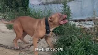 为什么攻击人倾向的比特犬必须杀死，看见斗犬如何自保