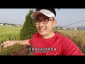 【米爸vlog】西溪南古村落晨跑，mia的第一次旅行