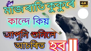 ৰাতি কুকুৰে ভুকা বা কন্দা কিমান ভয়ানক হব পাৰে জানেনে বা আচলতে ইয়াৰ ৰহস্য কি ?