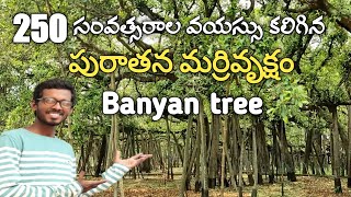 పురాతన మర్రి వృక్షం Banyan Tree | purathana marri vruksham banyan tree  | Narasimha Vlogs