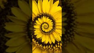 Amazing Flower Optical Illusion