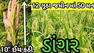 ડાંગર ની ખેતી  12 ગુઠા મા 50 મન ડાંગર || 9909887736 || Rice @bestresultsjpi955