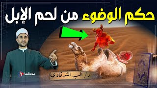 لماذا لحم الإبل ينقض الوضوء؟ و لماذا أمرنا النبي بضرورة الوضوء بعد أكل لحمها؟